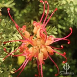Grevillea Soopa Doopa -GARDEN Shop apo grevillea soopa doopa flower