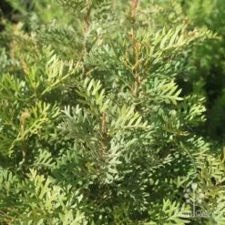 Grevillea Soopa Doopa -GARDEN Shop apo grevillea soopa doopa foliage2