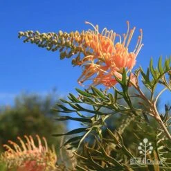 Grevillea Strawberry Pops -GARDEN Shop apo grevillea strawberry pops blue sky