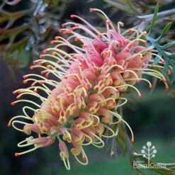 Grevillea Strawberry Pops -GARDEN Shop apo grevillea strawberry pops colour in shade