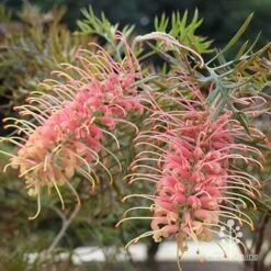 Grevillea Strawberry Pops -GARDEN Shop apo grevillea strawberry pops in shade
