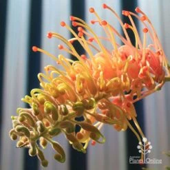 Grevillea Strawberry Pops -GARDEN Shop apo grevillea strawberry pops opening