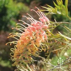 Grevillea Strawberry Pops -GARDEN Shop apo grevillea strawberry pops sunlit