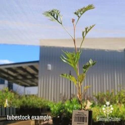 Grevillea Strawberry Pops -GARDEN Shop apo grevillea strawberry pops tubestock