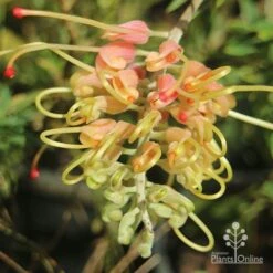 Grevillea Strawberry Sundae -GARDEN Shop apo grevillea strawberry sundae opening