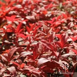 Nandina Gulf Stream -GARDEN Shop apo gulf stream winter colour