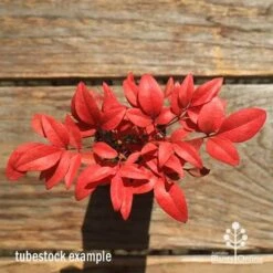 Nandina Gulf Stream -GARDEN Shop apo gulf stream winter colour tubestock