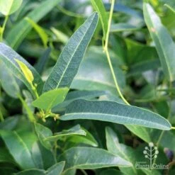 Hardenbergia Snow White - White Coral Pea -GARDEN Shop apo hardenbergia snow white foliage