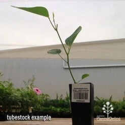 Hardenbergia Snow White - White Coral Pea -GARDEN Shop apo hardenbergia snow white tubestock