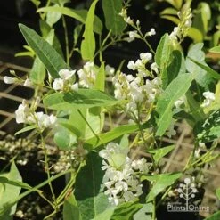 Hardenbergia Snow White - White Coral Pea -GARDEN Shop apo hardenbergia white flowering tubestock