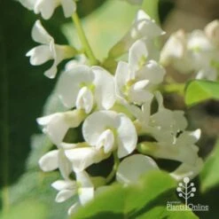 Hardenbergia Snow White - White Coral Pea -GARDEN Shop apo hardenbergia white flowers