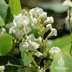Hardenbergia Snow White - White Coral Pea -GARDEN Shop apo hardenbergia white flowers2