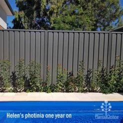 Photinia Thin Red 18 Photinia Thin Red -GARDEN Shop apo helen wheadon photinia