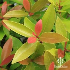 Acmena Hemilampra - Blush Satinash -GARDEN Shop apo hemilampra foliage september