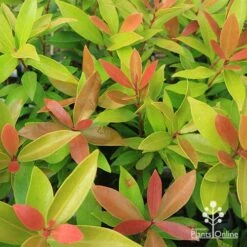 Acmena Hemilampra - Blush Satinash -GARDEN Shop apo hemilampra tubetock foliage september