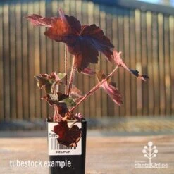 Heuchera Palace Purple - Coral Bells -GARDEN Shop apo heuchera palace purple tubestock