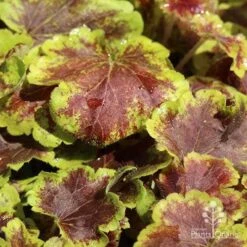 Heucherella Solar Eclipse - Foamy Bells -GARDEN Shop apo heuchera solar eclipse