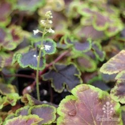 Heucherella Solar Eclipse - Foamy Bells -GARDEN Shop apo heuchera solar eclipse dark