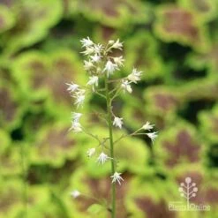 Heucherella Solar Eclipse - Foamy Bells -GARDEN Shop apo heuchera solar eclipse flowers