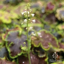 Heucherella Solar Eclipse - Foamy Bells -GARDEN Shop apo heuchera solar eclipse flowers 1