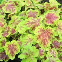 Heucherella Solar Eclipse - Foamy Bells -GARDEN Shop apo heuchera solar eclipse plants