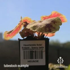 Heucherella Solar Eclipse - Foamy Bells -GARDEN Shop apo heuchera solar eclipse tubestock winter