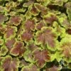 Heucherella Solar Eclipse - Foamy Bells -GARDEN Shop apo heuchera solar eclipse 1