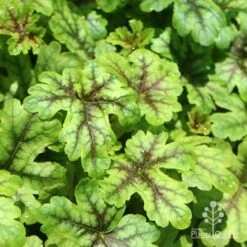 Heucherella Tapestry - Foamy Bells -GARDEN Shop apo heuchera tapestry 1
