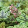 Heucherella Tapestry - Foamy Bells -GARDEN Shop apo heuchera tapestry flowers 1