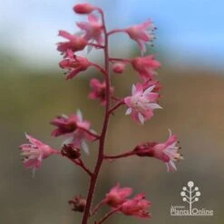 Heucherella Tapestry - Foamy Bells 21 Heucherella Tapestry - Foamy Bells -GARDEN Shop apo heucherella tapestry flowers 2