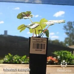 Heucherella Tapestry - Foamy Bells 19 Heucherella Tapestry - Foamy Bells -GARDEN Shop apo heucherella tapestry tubestock