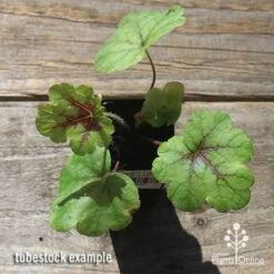Heucherella Tapestry - Foamy Bells 25 Heucherella Tapestry - Foamy Bells -GARDEN Shop apo heucherella tapestry tubestock top