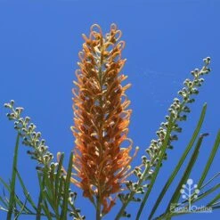 Grevillea Honey Gem -GARDEN Shop apo honey gem flower blue sky