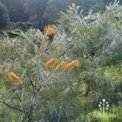 Grevillea Honey Gem -GARDEN Shop apo honey gem grevillea bushes silvery