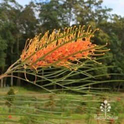 Grevillea Honey Gem -GARDEN Shop apo honey gem grevillea flower crisp
