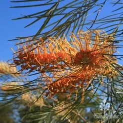 Grevillea Honey Gem -GARDEN Shop apo honey gem grevillea flower foliage winter