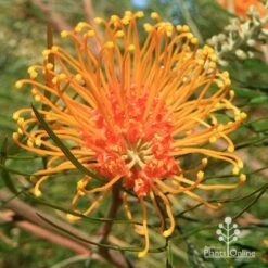 Grevillea Honey Gem -GARDEN Shop apo honey gem grevillea flower full open