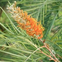 Grevillea Honey Gem -GARDEN Shop apo honey gem grevillea flowerbud