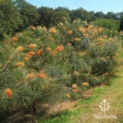 Grevillea Honey Gem -GARDEN Shop apo honey gem grevilleas in paddock