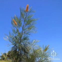 Grevillea Honey Gem -GARDEN Shop apo honey gem nursery blue sky