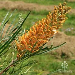 Grevillea Honey Gem -GARDEN Shop apo honey gem nursery flower