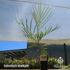 Grevillea Honey Gem -GARDEN Shop apo honey gem tubestock large