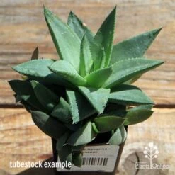 Haworthia Savanna - Succulent -GARDEN Shop apo howarthia savanna lage size