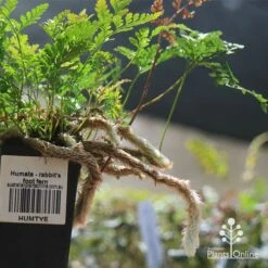 Humata - Rabbit's Foot Fern -GARDEN Shop apo humata fern aerial roots