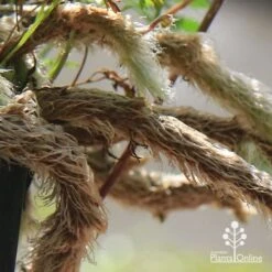 Humata - Rabbit's Foot Fern -GARDEN Shop apo humata fern aerial roots close