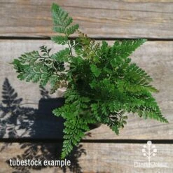 Humata - Rabbit's Foot Fern -GARDEN Shop apo humata fern tubestock