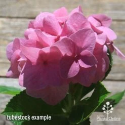 Hydrangea Alpengluhen -GARDEN Shop apo hydrangea alpengluhen flower