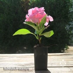 Hydrangea Alpengluhen -GARDEN Shop apo hydrangea alpengluhen tubestock