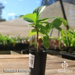 Hydrangea Ayesha 17 Hydrangea Ayesha -GARDEN Shop apo hydrangea ayesha tubestock