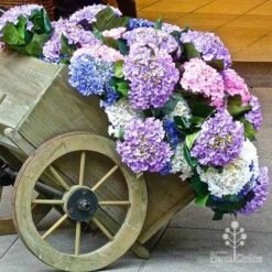 Hydrangea Assorted -GARDEN Shop apo hydrangea cart